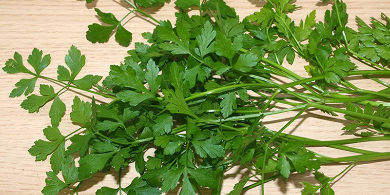 Parsley is a food that causes milk congestion