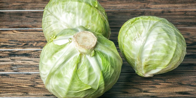 Cabbage relieves milk and reduces breast engorgement
