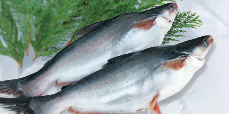 Mother should add basa fish regularly to the diet from the 7th month onwards, using about 350g/week. 