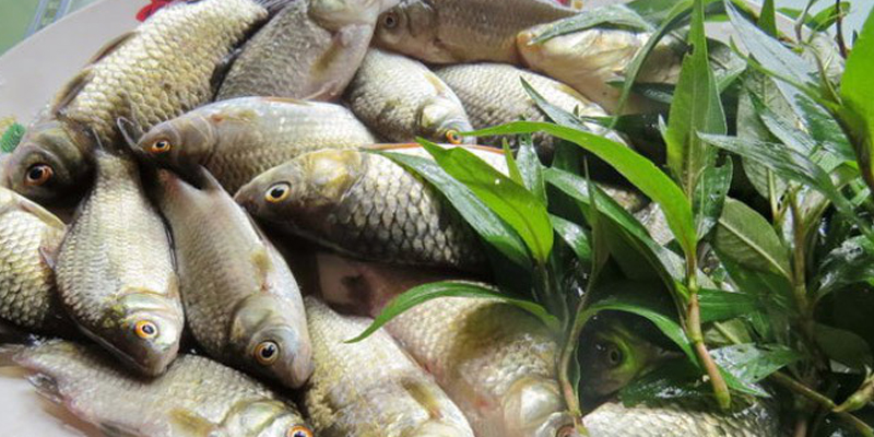 In addition to beneficial effects on milk and health, minerals from carp help mothers to have a very good pregnancy.