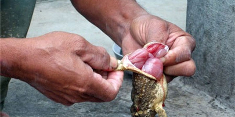   Currently, there are varieties of toad meat or toad rub that are widely sold on the market