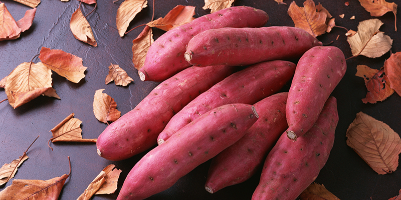Sweet potatoes are considered a food that should be used for children who are not eating and show signs of malnutrition
