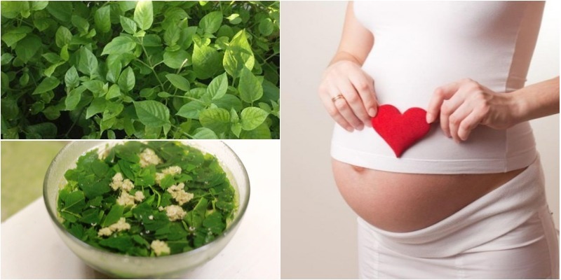 Pregnant women should not use Japanese spinach in the first 3 months of pregnancy