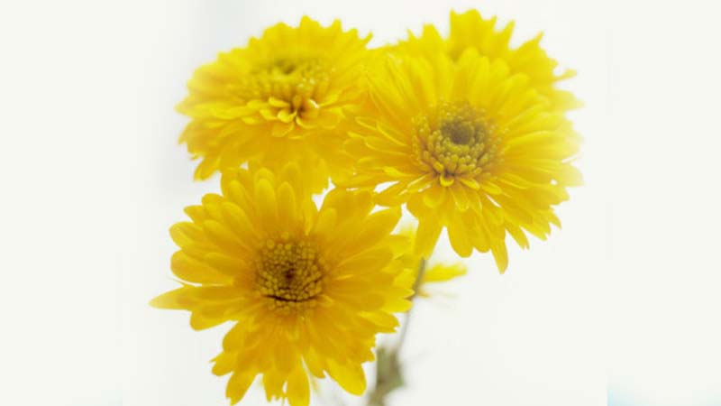 Yellow chrysanthemum inhibits the growth of bacteria