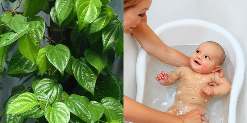 Use betel leaves to bathe babies