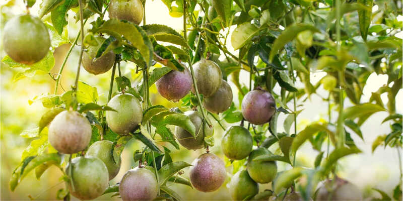 Nutritional value of passion fruit