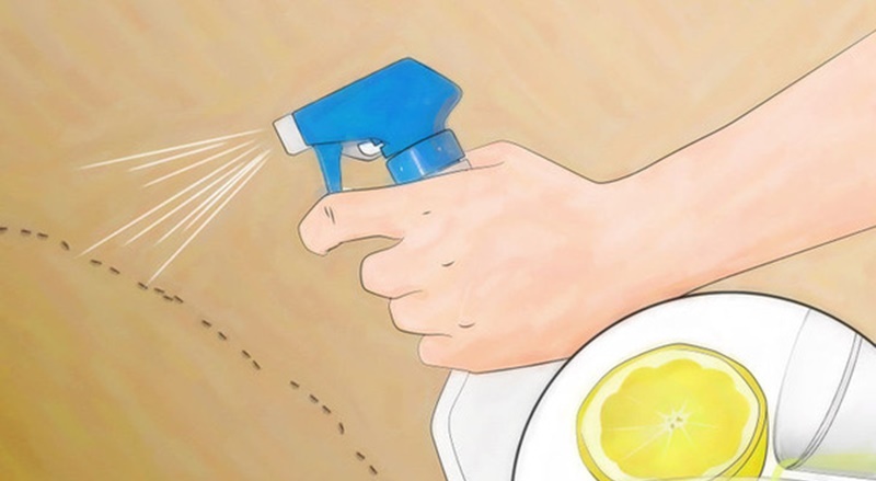 How to repel ants with lemon